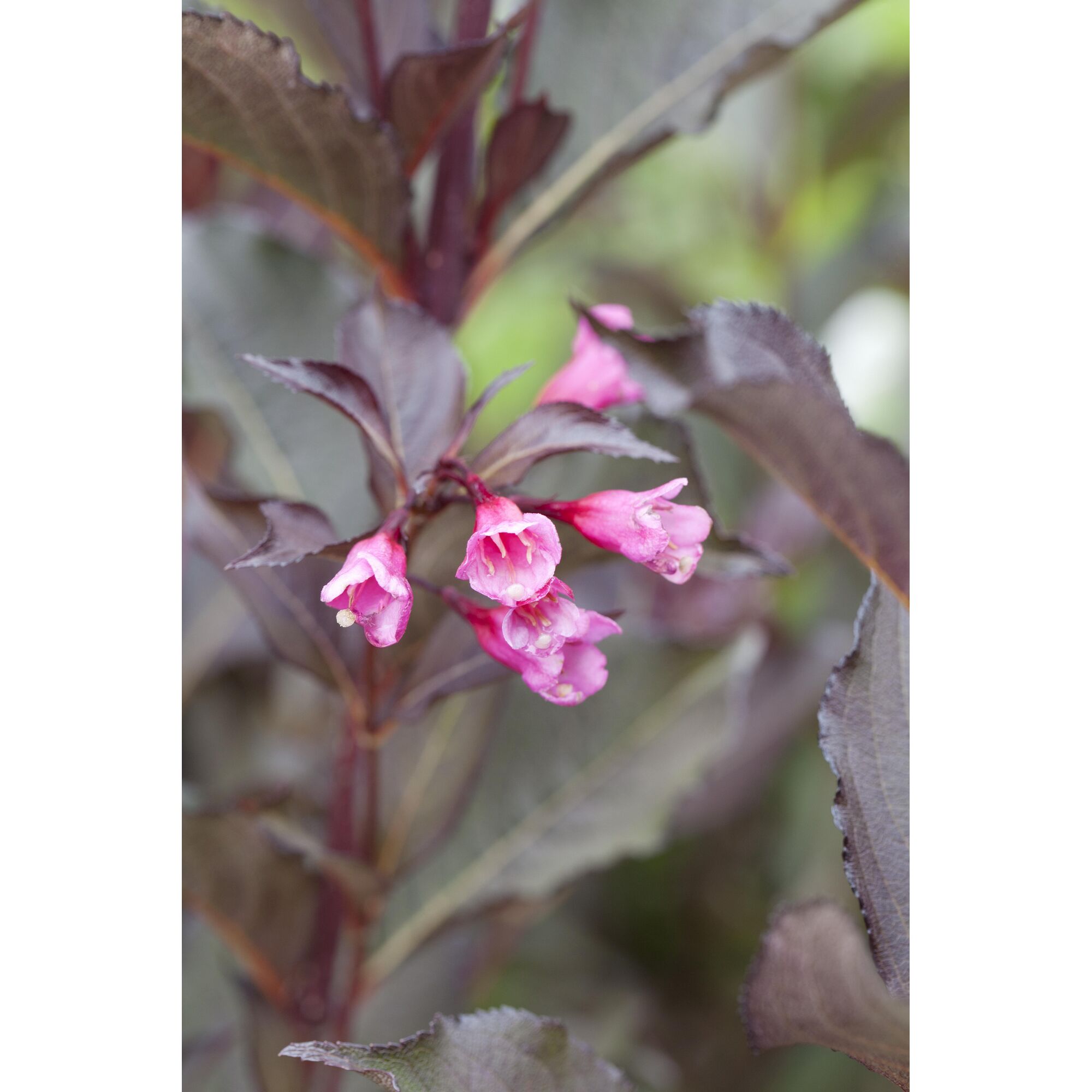 Rosa Blüten des Glockenstrauchs