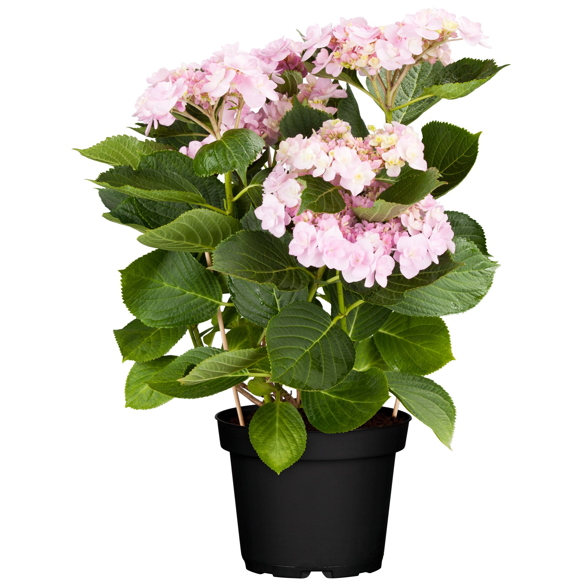 Rosafarbene Hortensie im schwarzen Topf