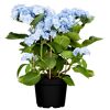 Hortensie 'Forever' in schwarzem Topf