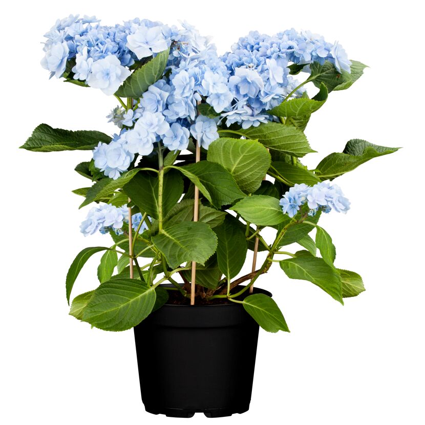 Hortensie 'Forever' in schwarzem Topf