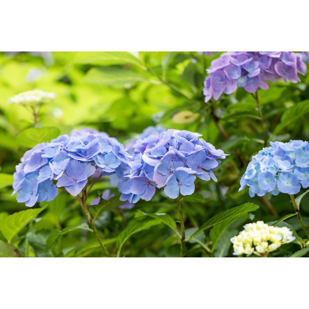 Lila Hortensienblüten