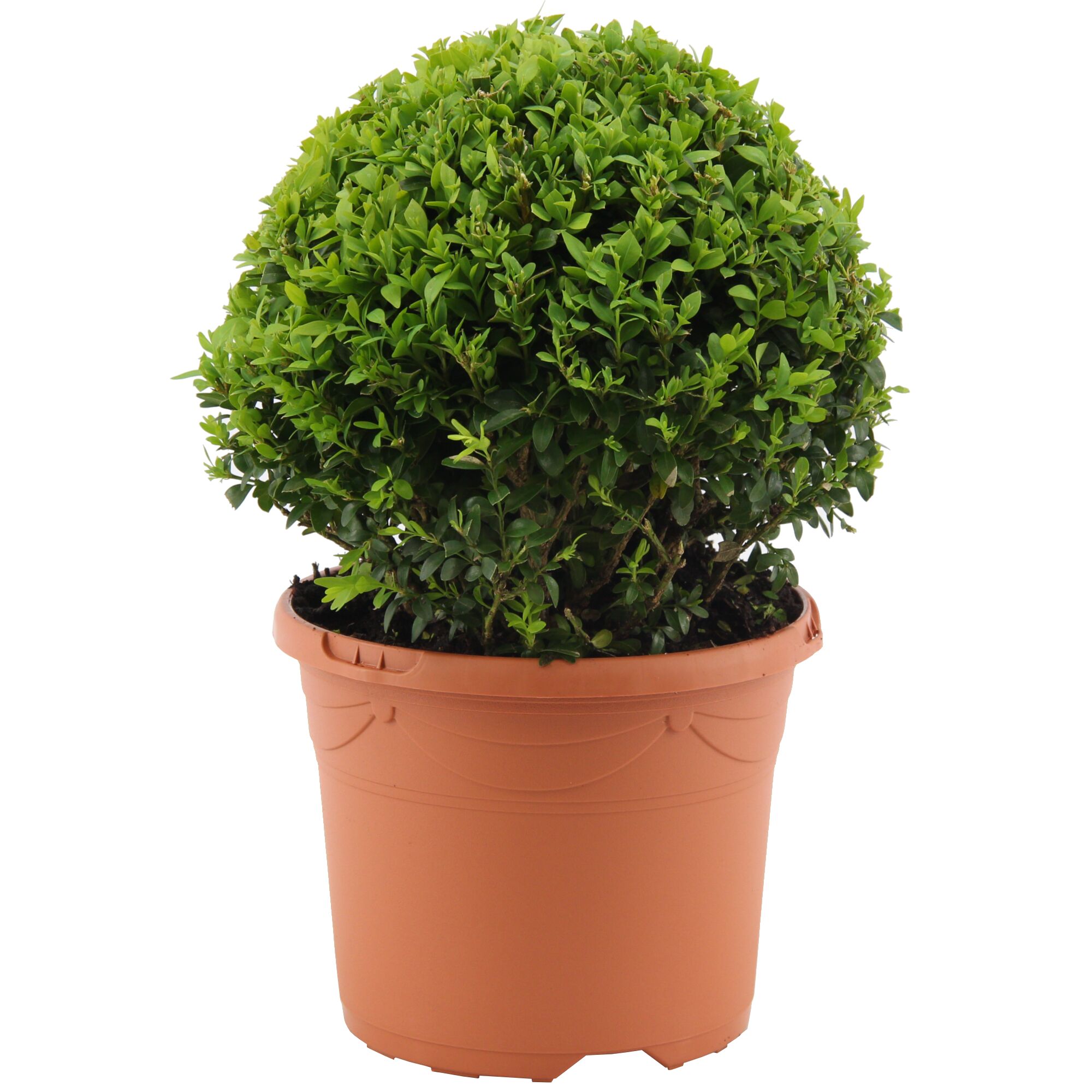 Buchsbaumkugel in einem Topf