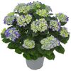 Hortensie verschiedene Sorten 23 cm Topf