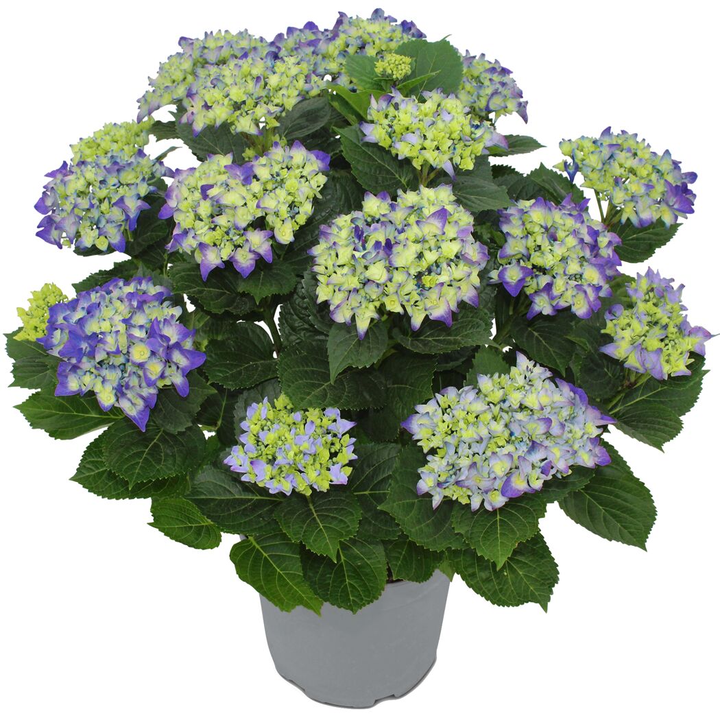 Hortensie verschiedene Sorten 23 cm Topf