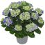Hortensie verschiedene Sorten 23 cm Topf