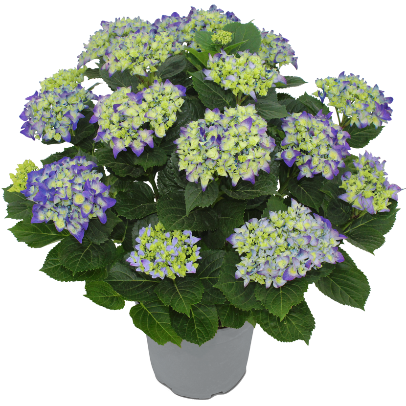 Hortensie verschiedene Sorten 23 cm Topf
