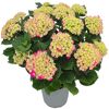 Hortensie verschiedene Sorten 23 cm Topf