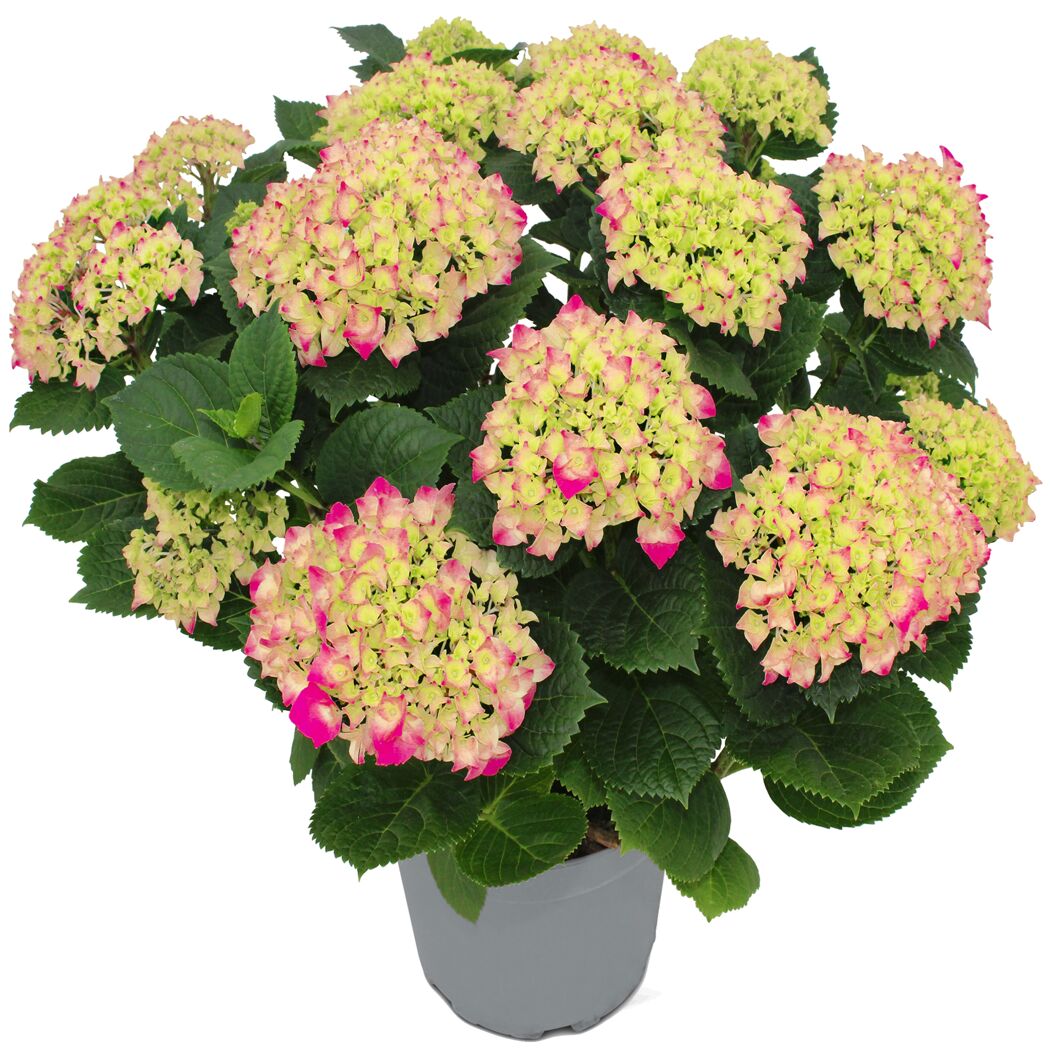 Hortensie verschiedene Sorten 23 cm Topf