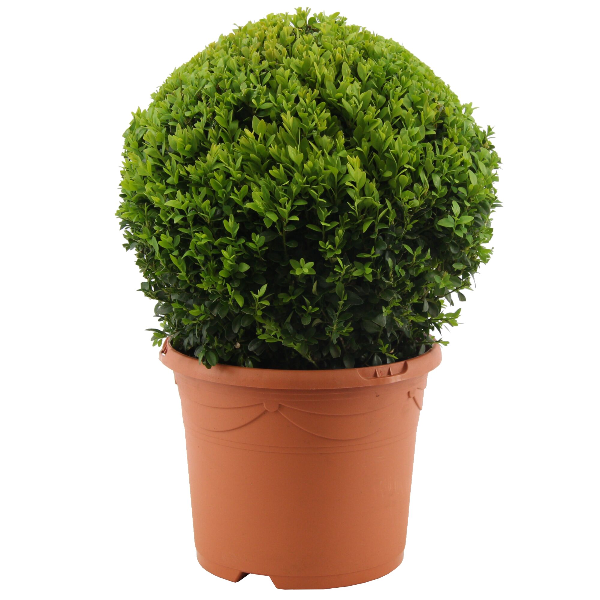 Buchsbaumkugel im Topf