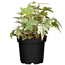 Efeu bunte Sorten 13 cm Topf