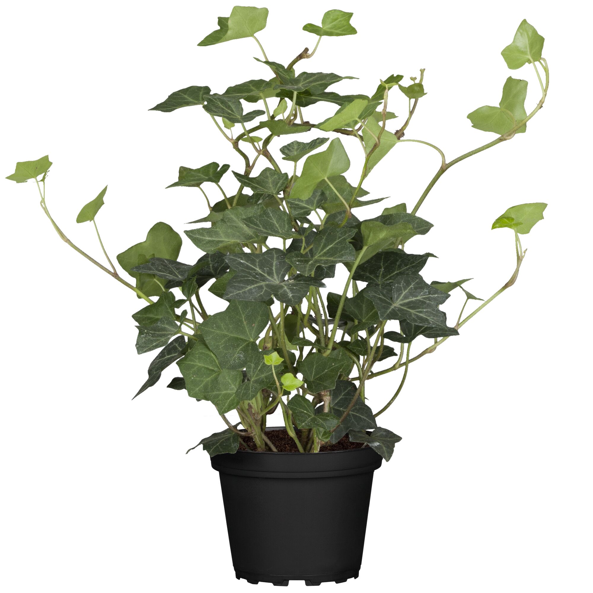 Efeu im schwarzen Topf