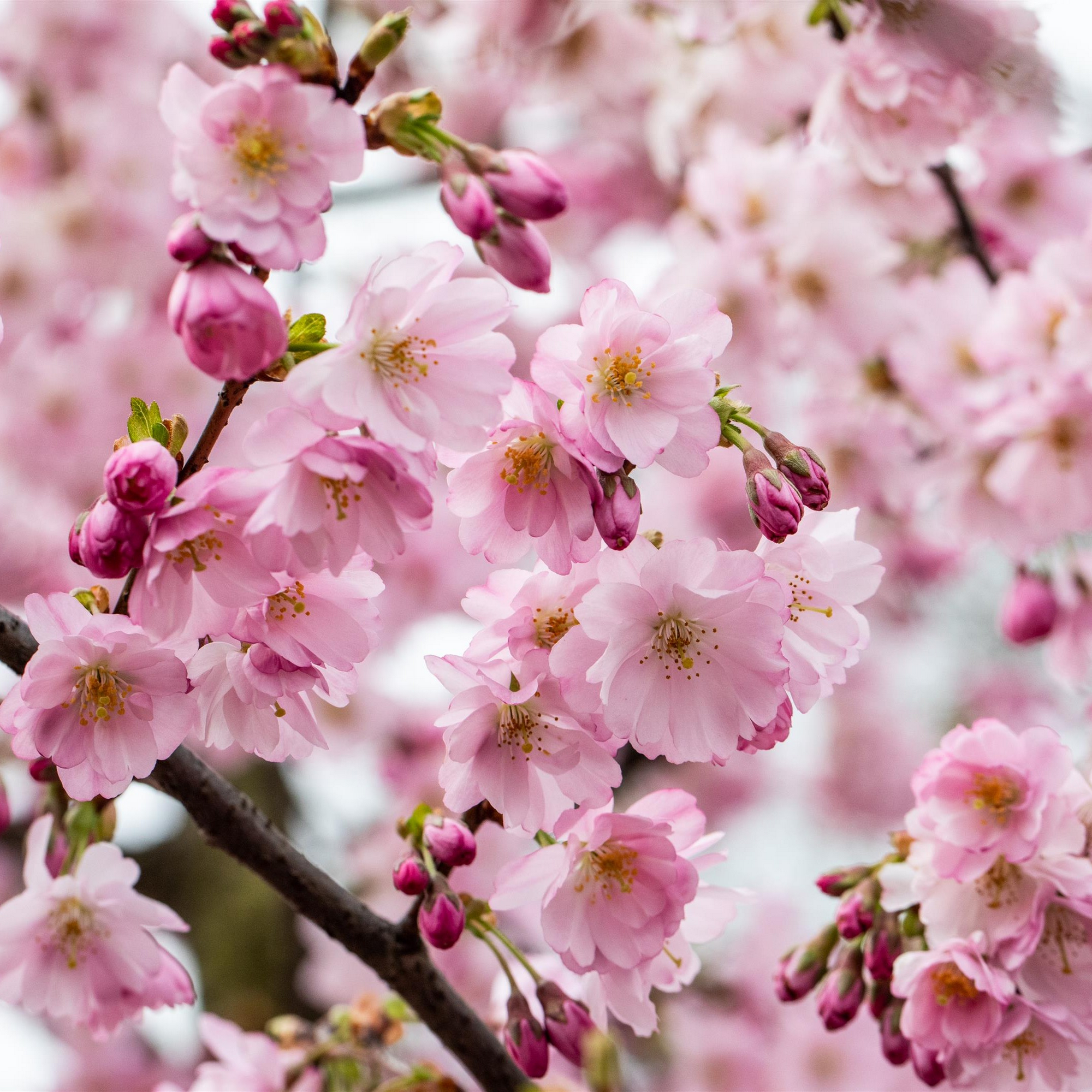 Zierkirsche Stamm verschiedene Sorten 23 cm Topf