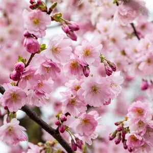 Zierkirsche Stamm verschiedene Sorten 23 cm Topf