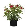 Topfrose mit roten Blüten und grünen Blättern