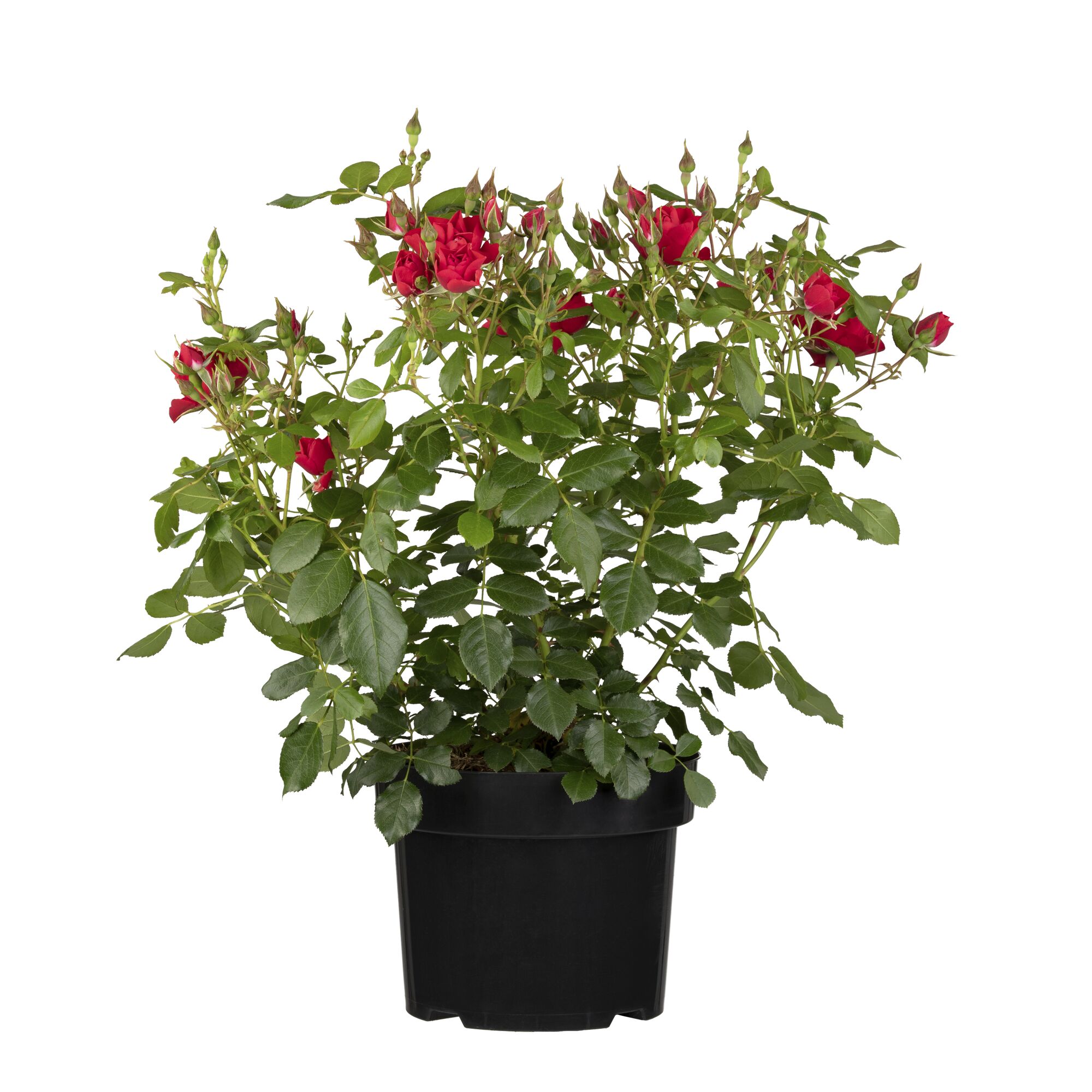 Topfrose mit roten Blüten und grünen Blättern