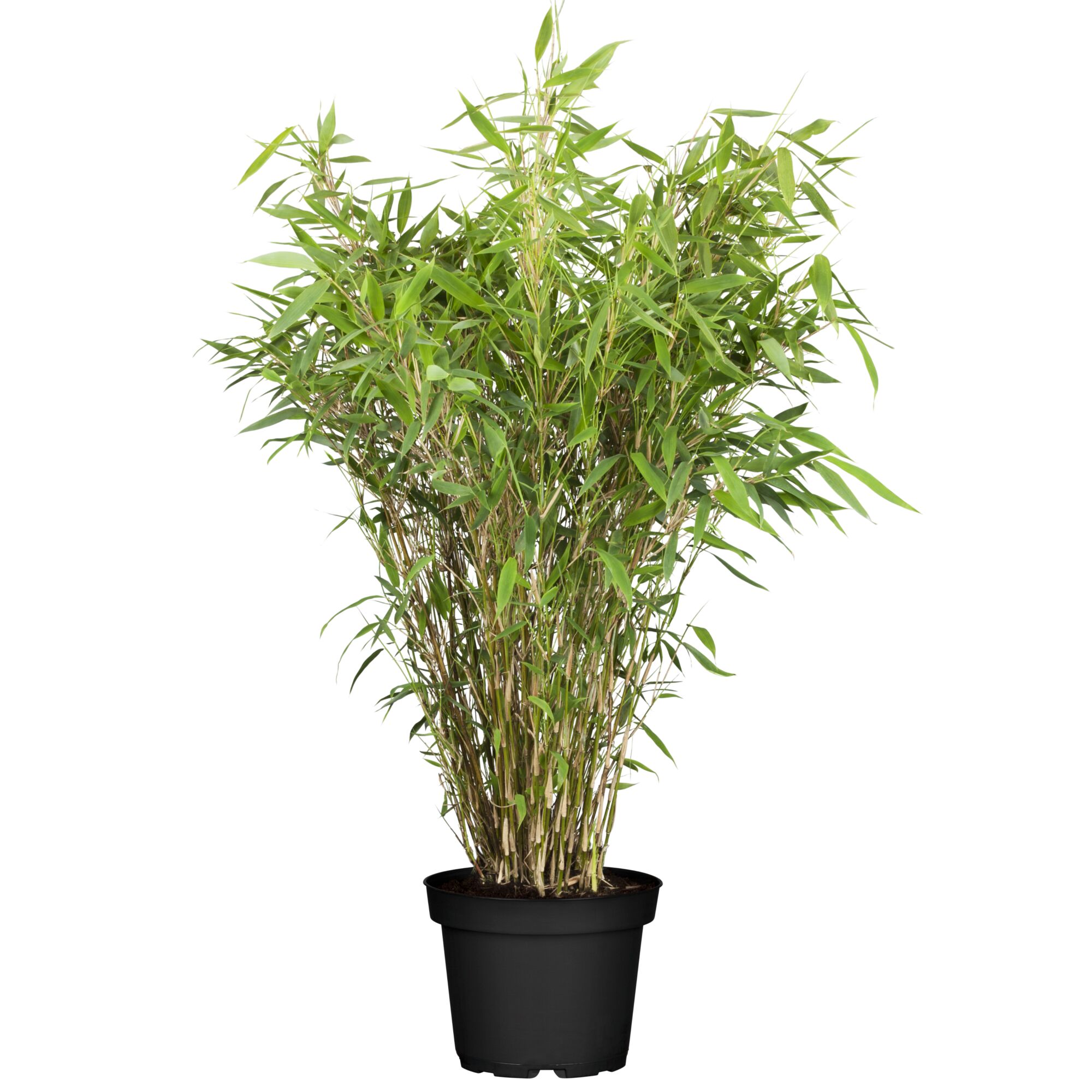 Bambuspflanze Fargesia Murielae im Topf