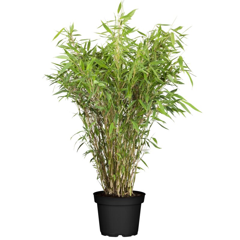 Pflanzen & Blumen online bestellen toom Baumarkt