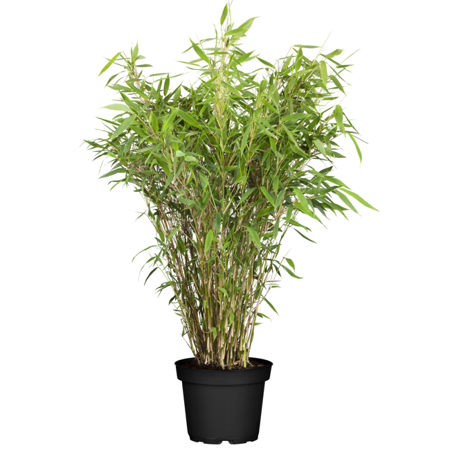 Bild von Gartenbambus 50-60 cm, 19 cm Topf