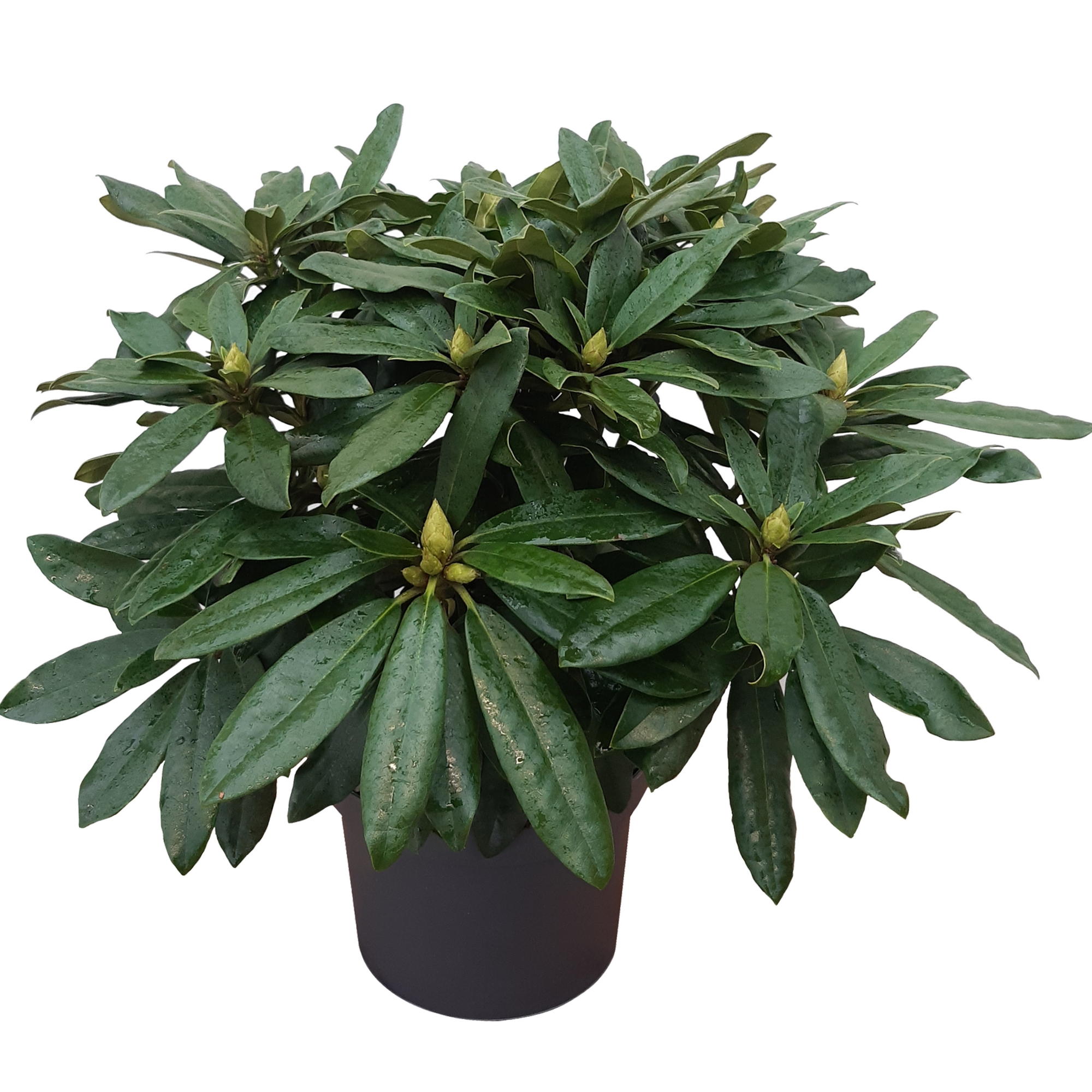 Rhododendron 'Yakushimanum' verschiedene Sorten 19 cm Topf + product picture
