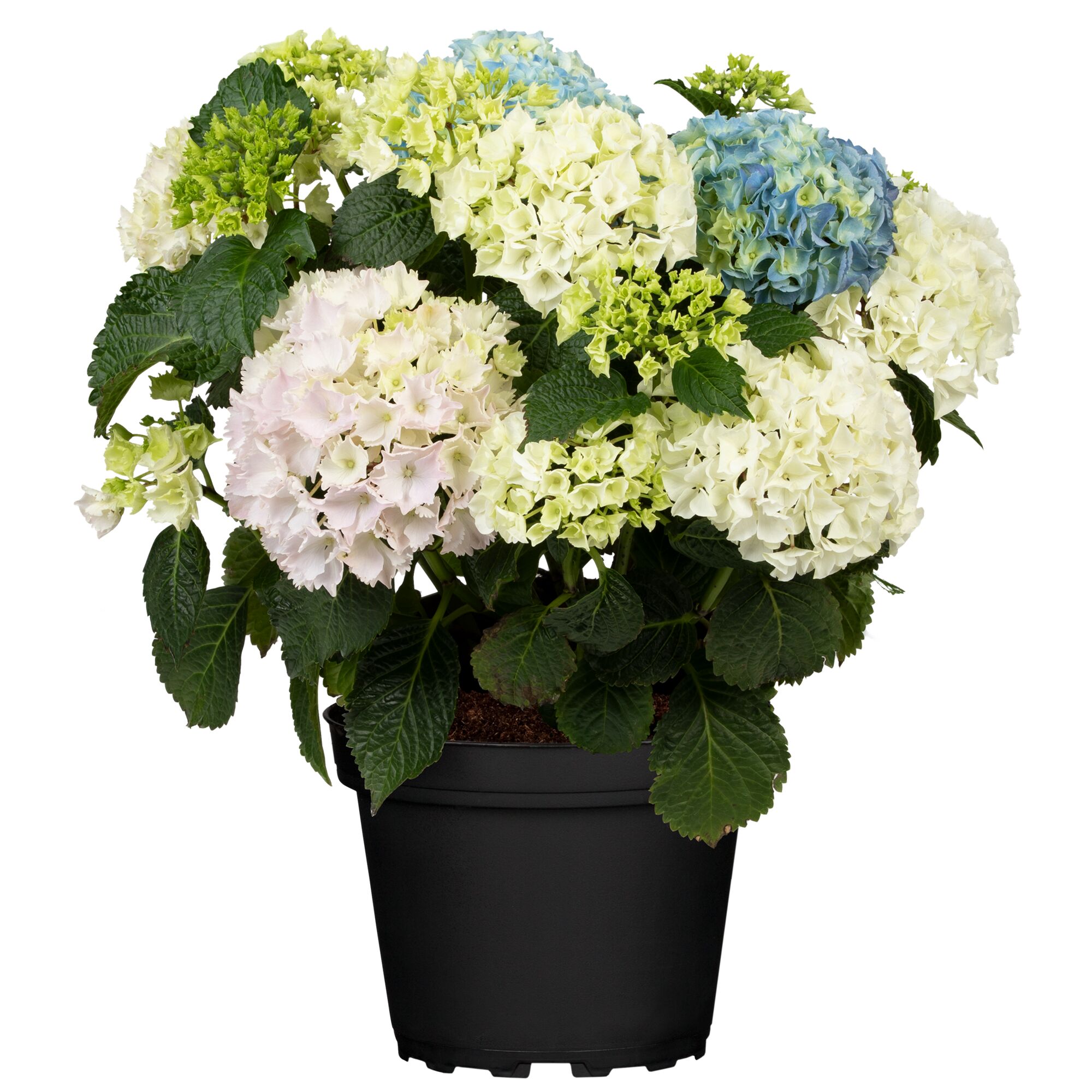 Hortensie mit blauen, rosa und weißen Blüten im Topf