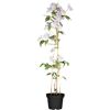 Clematis im Topf mit Rankhilfe