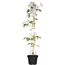 Clematis im Topf mit Rankhilfe