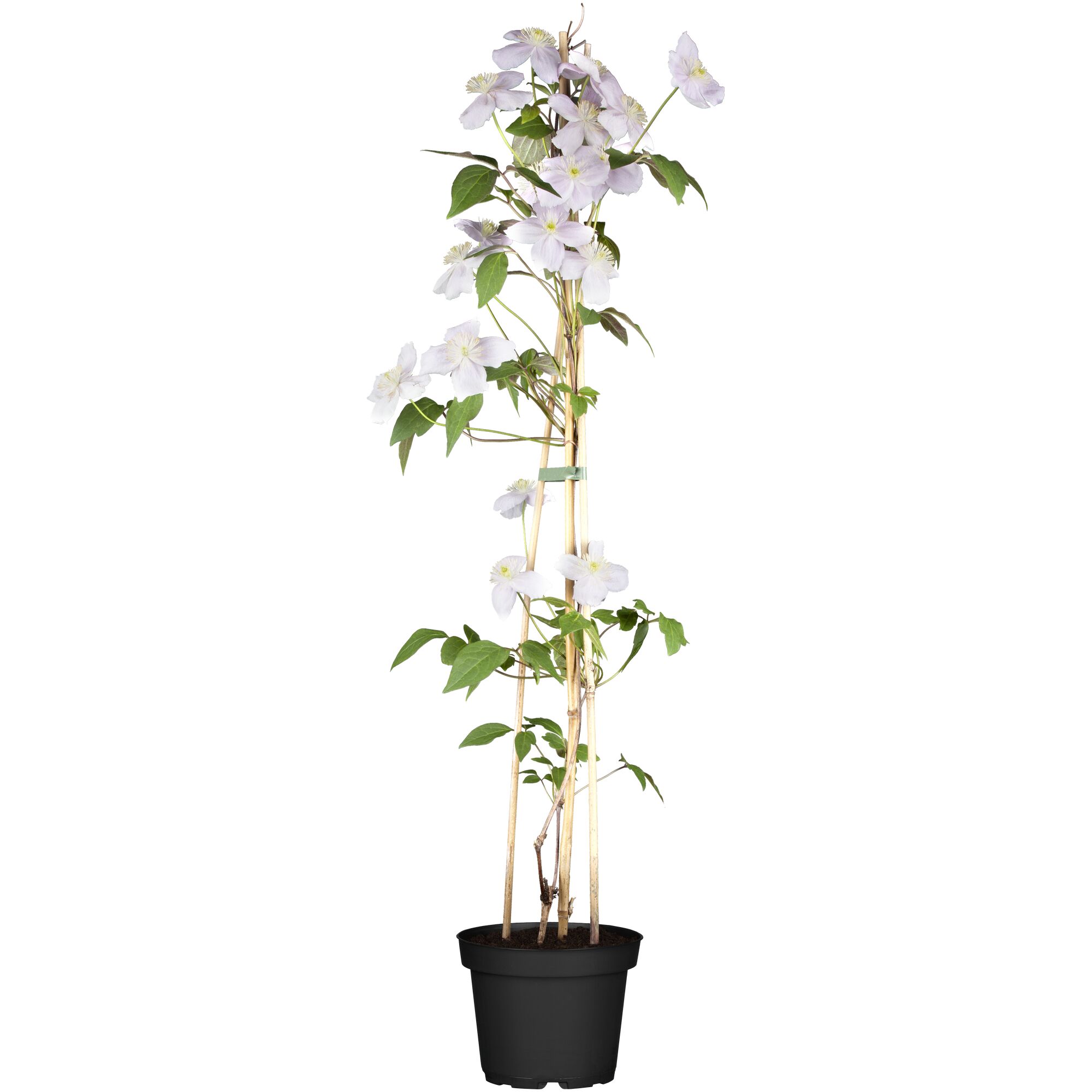 Clematis im Topf mit Rankhilfe