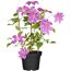 Clematis mit violetten Blüten im Topf