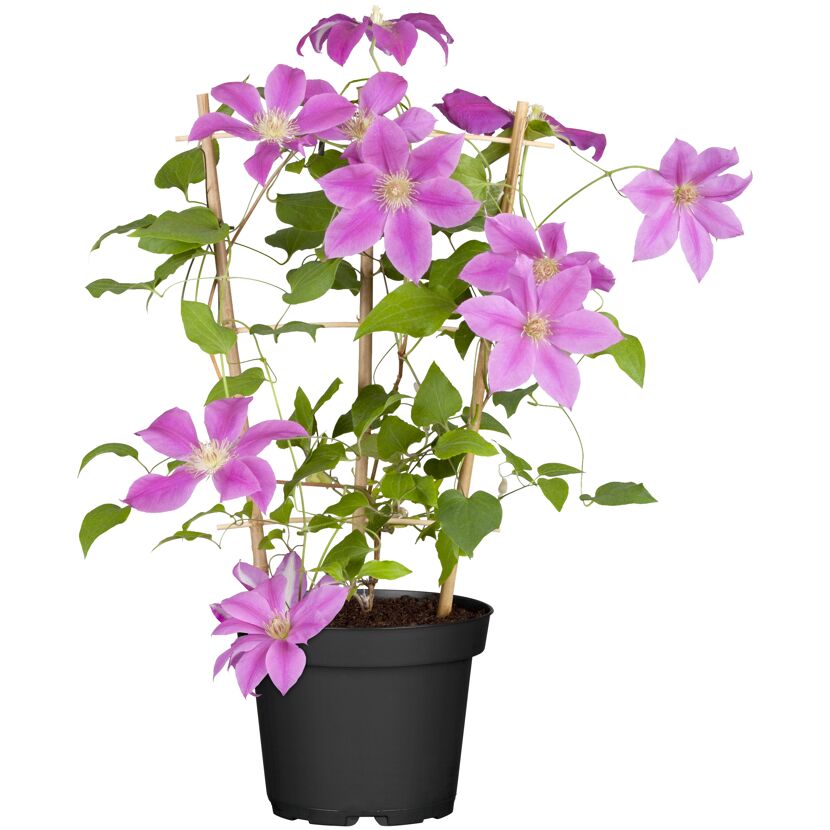 Clematis mit violetten Blüten im Topf
