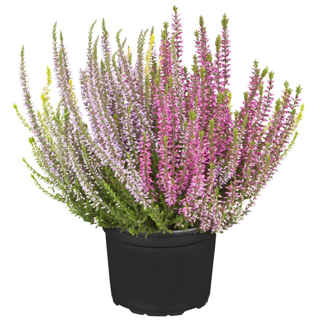 Topf mit rosa und lila blühender Knospenheide