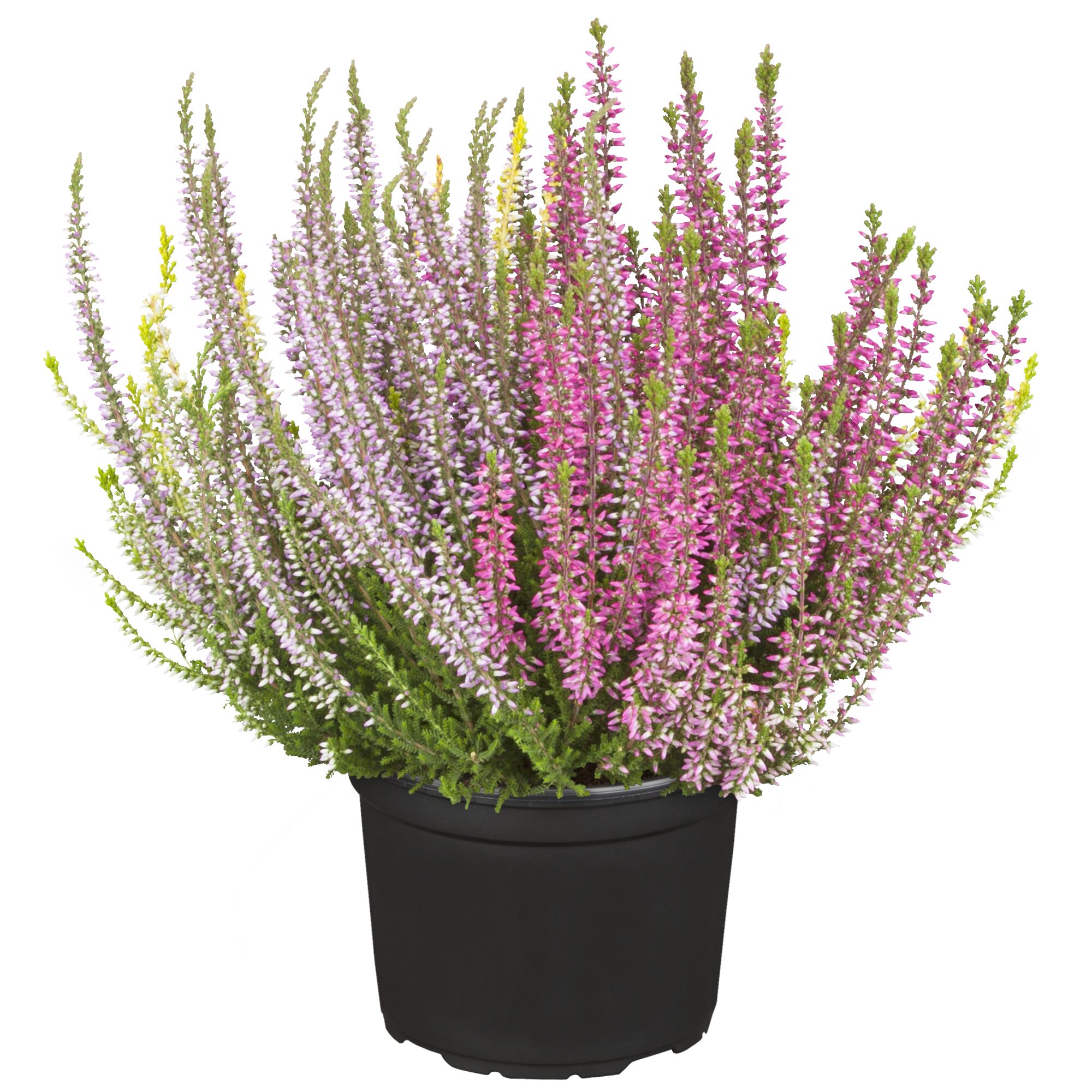 Topf mit rosa und lila blühender Knospenheide