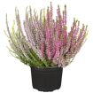 hauptbild