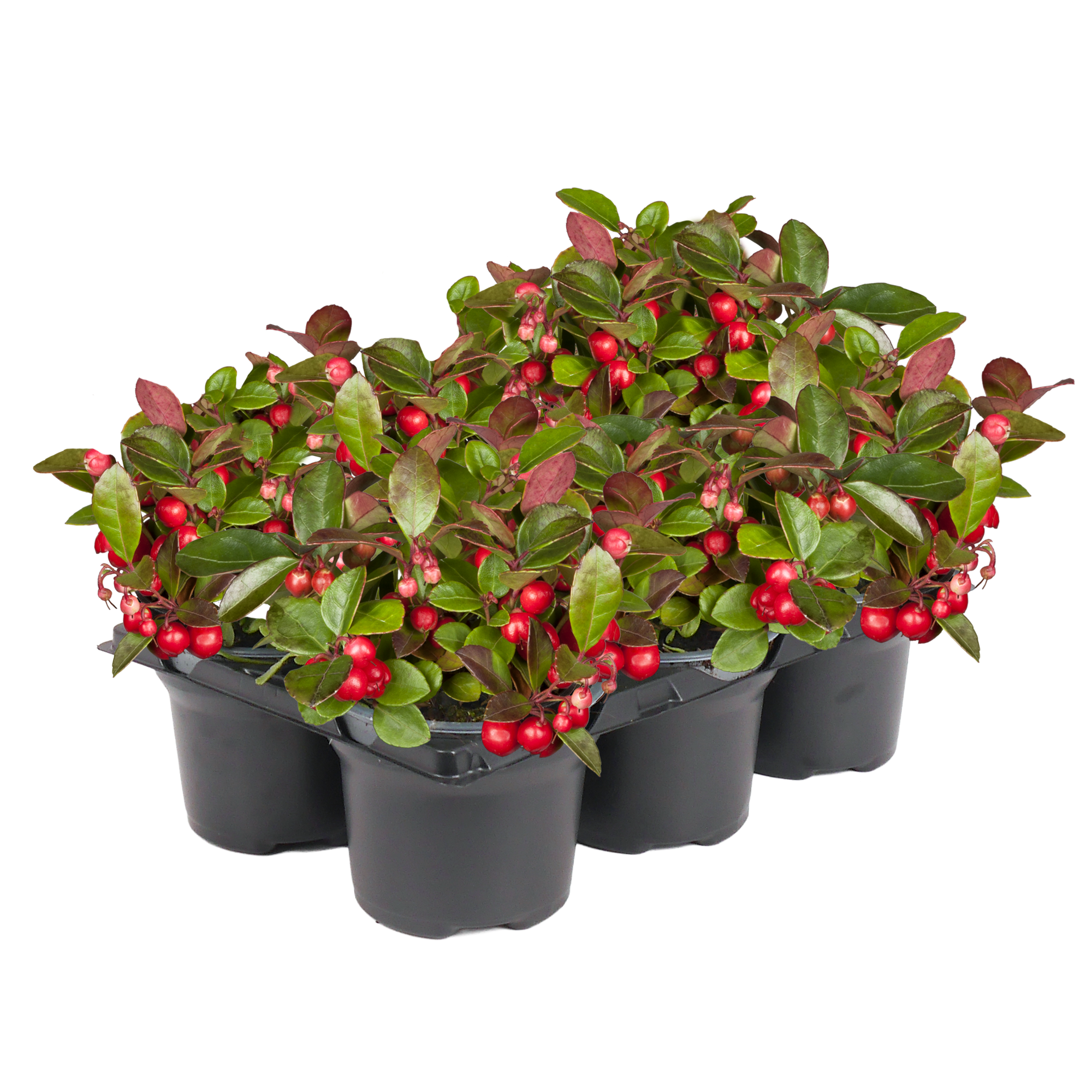 Scheinbeere 6er-Tray