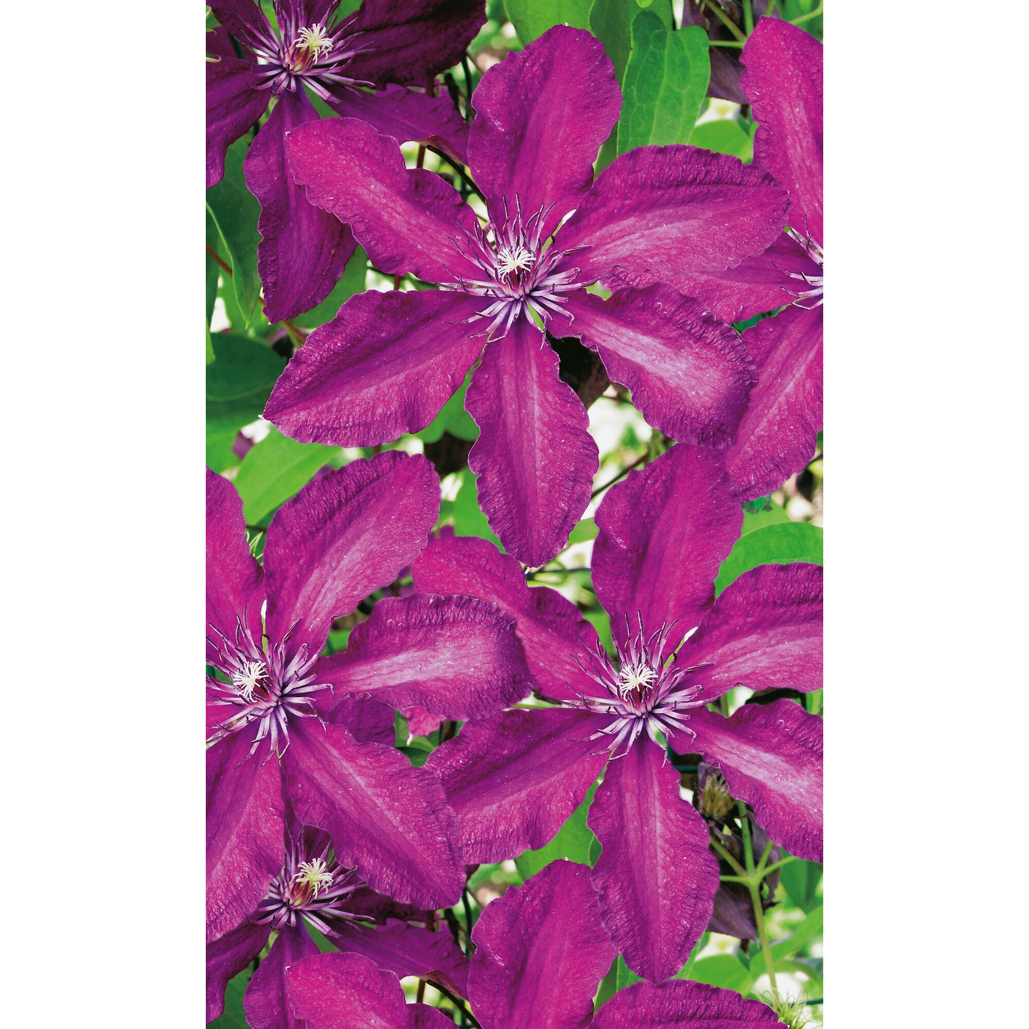 Clematis 'Rouge Cardinal'