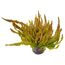 Calluna Garden Girls Sunset Line im Topf