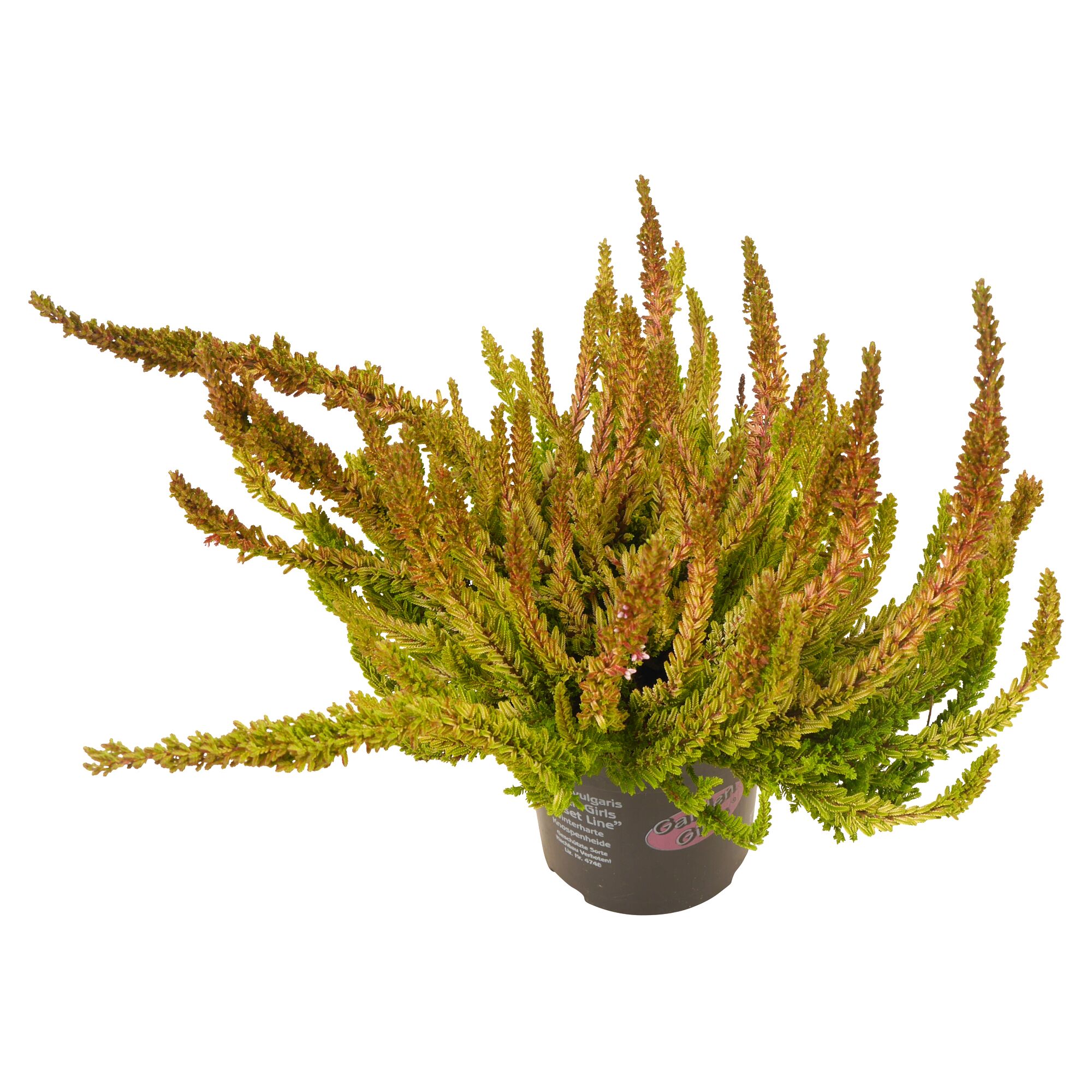 Calluna Garden Girls Sunset Line im Topf