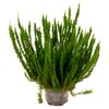 Calluna vulgaris Garden Girls Sunset Line im Topf