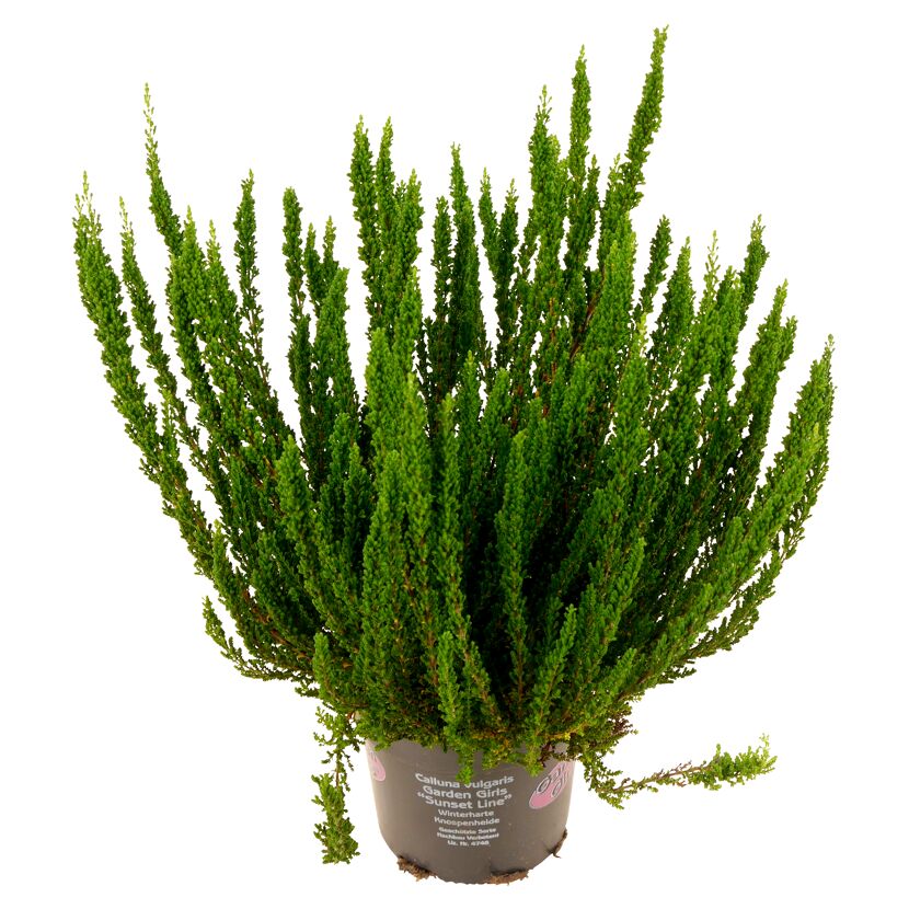 Calluna vulgaris Garden Girls Sunset Line im Topf