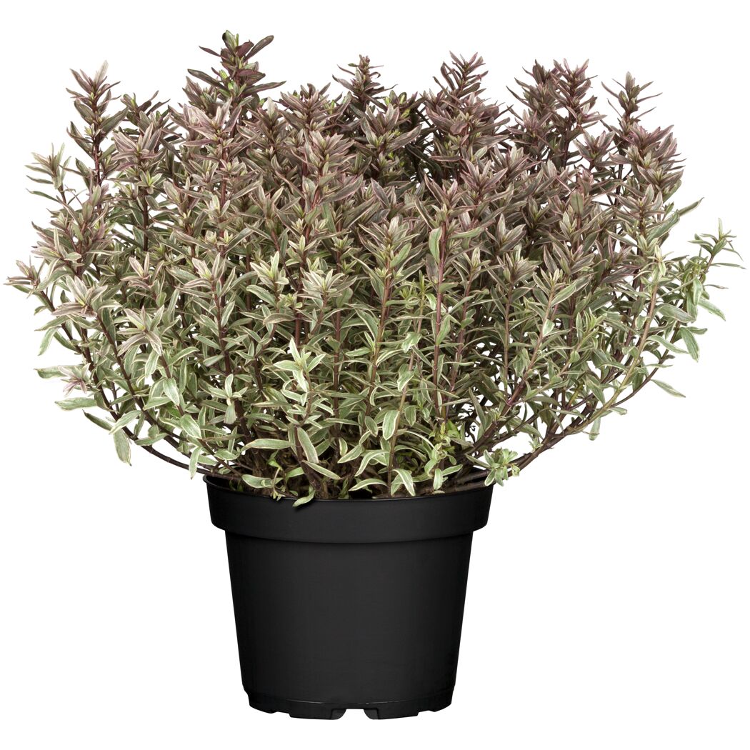Hebe 'Magicolor' im Topf