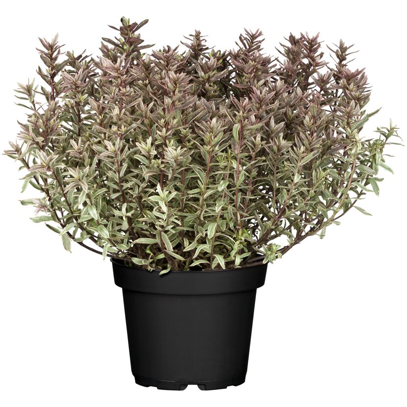 Hebe 'Magicolor' im Topf