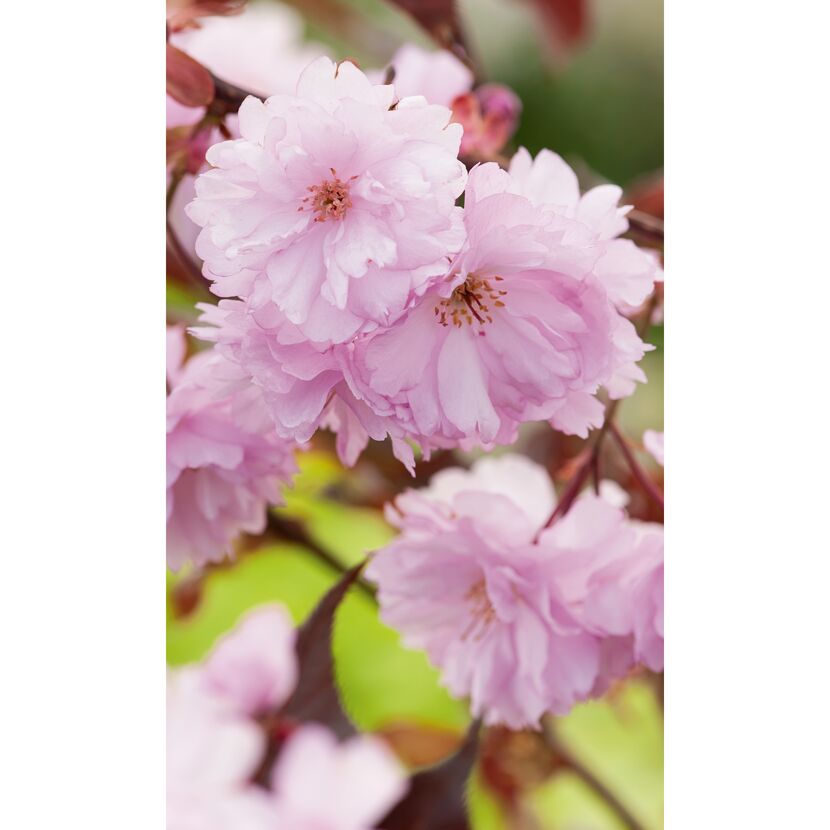 Rosa Blüten der Zierkirsche Royal Burgundy
