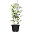 Clematis mit violetten Blüten im Topf