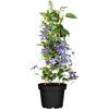 Clematispflanze mit violetten Blüten im Topf