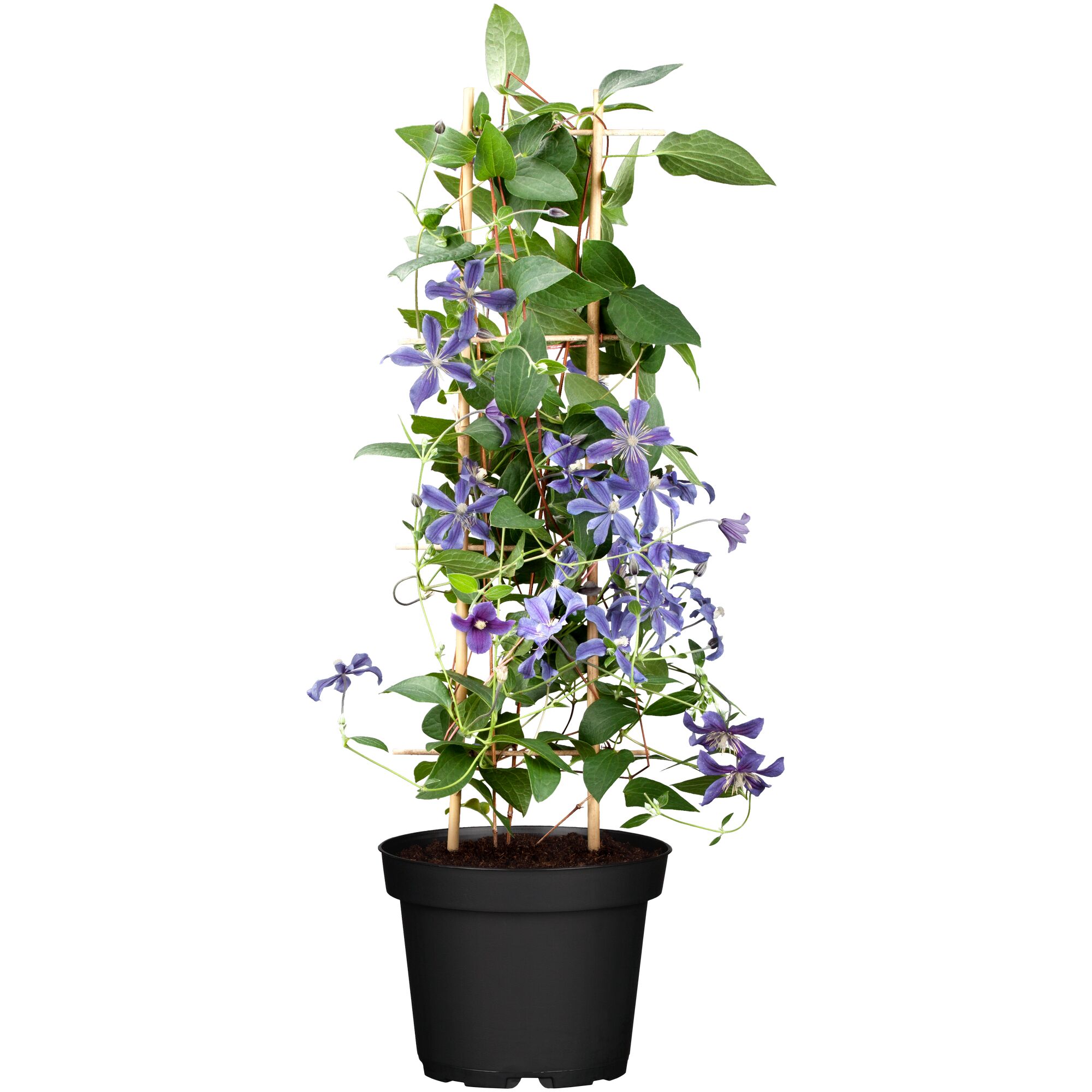 Clematispflanze mit violetten Blüten im Topf