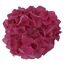 Pinkfarbene Hortensie der Music Collection.