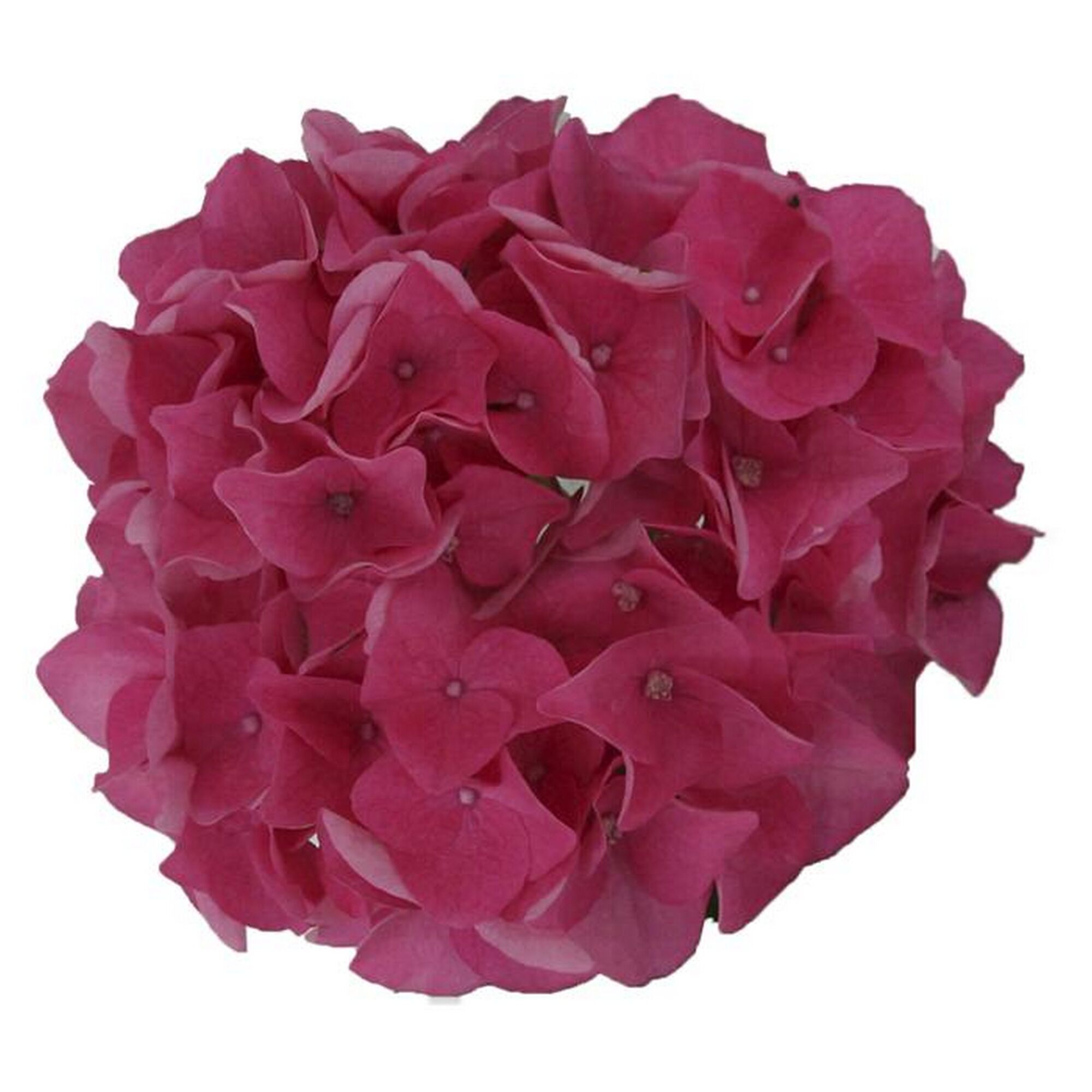 Pinkfarbene Hortensie der Music Collection.