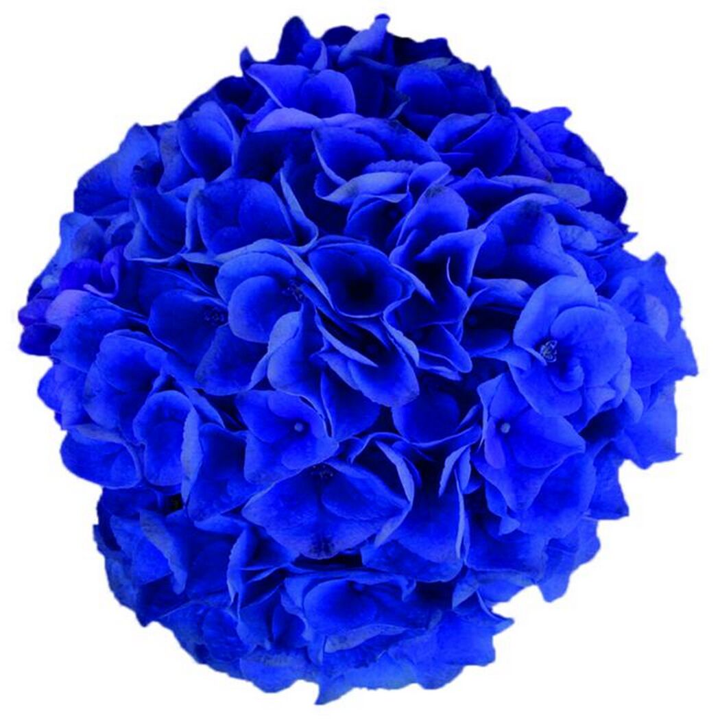 Kugelrunde blaue Hortensienblüte