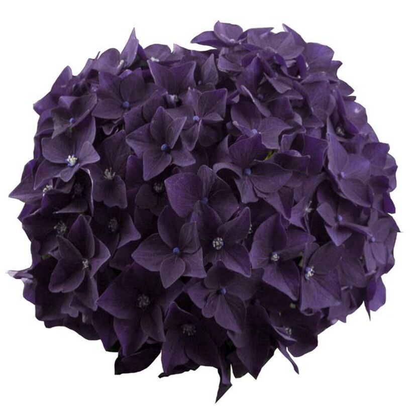 Lila Hortensienblüte