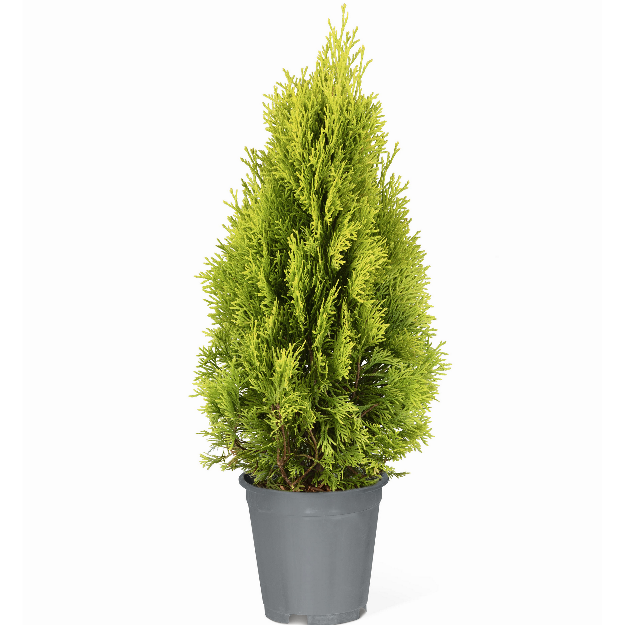 Lebensbaum 'Golden Smaragd®' 60-70 cm 19 cm Topf + product picture