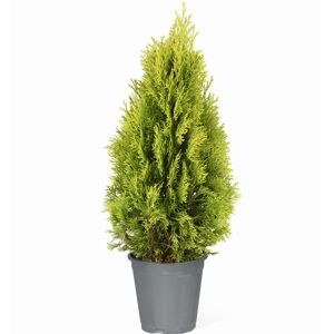 Lebensbaum 'Golden Smaragd®' 60-70 cm 19 cm Topf